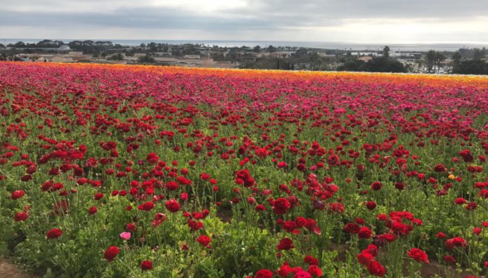 The Flower Fields at Carlsbad Ranch | San Diego, CA